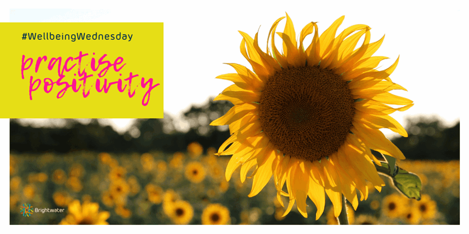 Sunflower in field